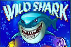 Wild Shark